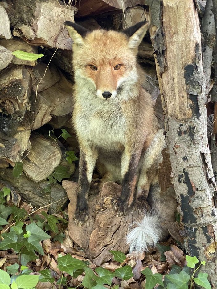 Der Fuchs beobachtet die Kinder Der Fuchs beobachtet die Kinder