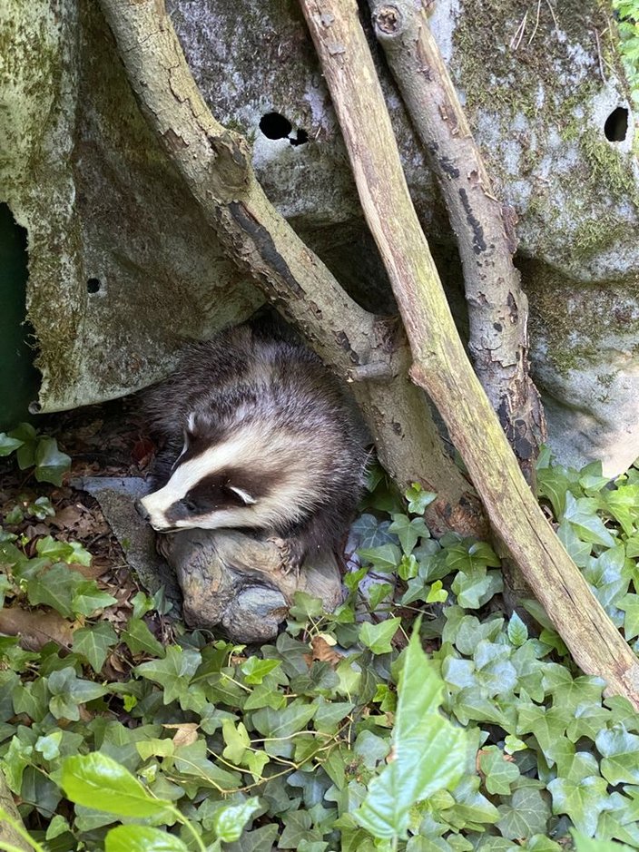 Ein Dachs im Unterholz Ein Dachs im Unterholz