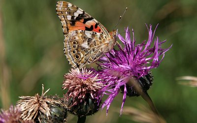 Jauch_Schmetterling.JPG