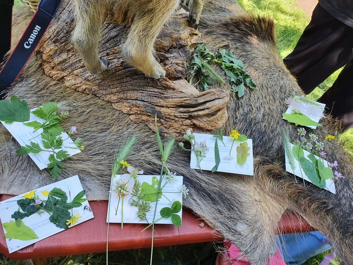 Waldbilder der Wiesenwichtel Waldbilder der Wiesenwichtel