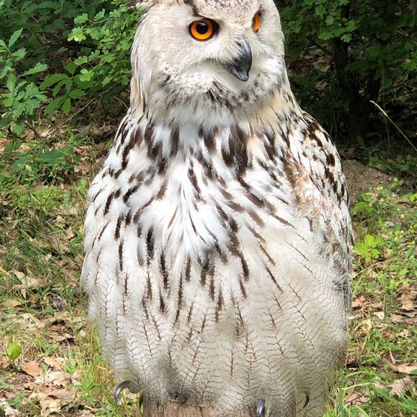 Uhu Lucy war auch dabei Uhu Lucy war auch dabei